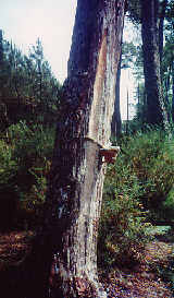 Tapping a Pine tree