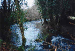 A stream on Dartmoor